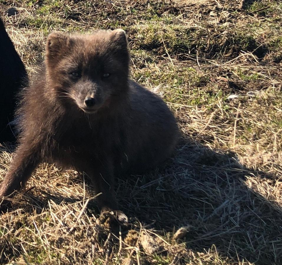Country Hotel Heydalur Látur Zewnętrze zdjęcie
